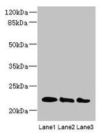 ARL8B Antibody in Western Blot (WB)