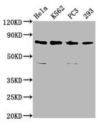 C12orf11 Antibody in Western Blot (WB)