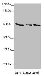 SUCLA2 Antibody in Western Blot (WB)