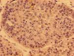 PDF Antibody in Immunohistochemistry (Paraffin) (IHC (P))