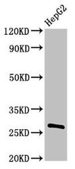 PDF Antibody in Western Blot (WB)