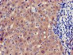 eIF4ENIF1 Antibody in Immunohistochemistry (Paraffin) (IHC (P))