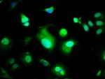 WWOX Antibody in Immunocytochemistry (ICC/IF)