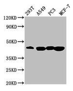 SAV1 Antibody in Western Blot (WB)