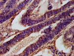 XKR8 Antibody in Immunohistochemistry (Paraffin) (IHC (P))