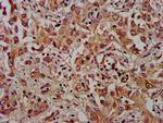 XKR8 Antibody in Immunohistochemistry (Paraffin) (IHC (P))