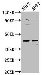 XKR8 Antibody in Western Blot (WB)