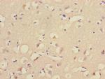 UBE2Z Antibody in Immunohistochemistry (Paraffin) (IHC (P))