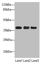 UBE2Z Antibody in Western Blot (WB)