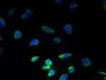 PLGRKT Antibody in Immunocytochemistry (ICC/IF)