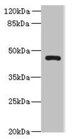 VAT1L Antibody in Western Blot (WB)