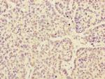 ARHGEF3 Antibody in Immunohistochemistry (Paraffin) (IHC (P))