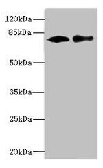 CALCOCO1 Antibody in Western Blot (WB)