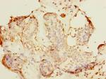 ALS2CR1 Antibody in Immunohistochemistry (Paraffin) (IHC (P))