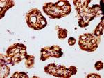 FZD3 Antibody in Immunohistochemistry (Paraffin) (IHC (P))