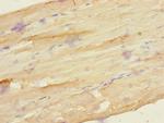 FZD3 Antibody in Immunohistochemistry (Paraffin) (IHC (P))