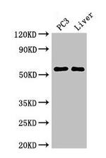 FARSB Antibody in Western Blot (WB)