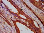 UNC84B Antibody in Immunohistochemistry (Paraffin) (IHC (P))