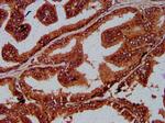 UNC84B Antibody in Immunohistochemistry (Paraffin) (IHC (P))