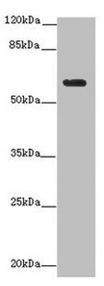 EHD1 Antibody in Western Blot (WB)