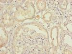 UFSP2 Antibody in Immunohistochemistry (Paraffin) (IHC (P))