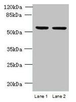 UFSP2 Antibody in Western Blot (WB)