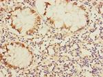 DUSP16 Antibody in Immunohistochemistry (Paraffin) (IHC (P))