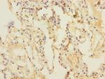 DUSP16 Antibody in Immunohistochemistry (Paraffin) (IHC (P))