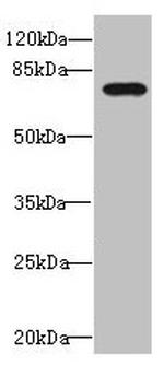 DUSP16 Antibody in Western Blot (WB)