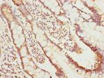 NLE1 Antibody in Immunohistochemistry (Paraffin) (IHC (P))