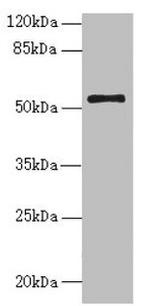 NLE1 Antibody in Western Blot (WB)