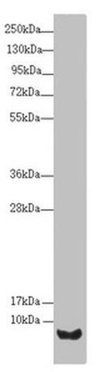 UCRC Antibody in Western Blot (WB)