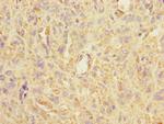 ASIC3 Antibody in Immunohistochemistry (Paraffin) (IHC (P))