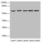 ASIC3 Antibody in Western Blot (WB)