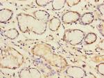 Pallidin Antibody in Immunohistochemistry (Paraffin) (IHC (P))