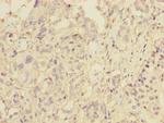 Pallidin Antibody in Immunohistochemistry (Paraffin) (IHC (P))