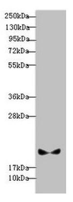 Pallidin Antibody in Western Blot (WB)