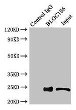 Pallidin Antibody in Western Blot (WB)