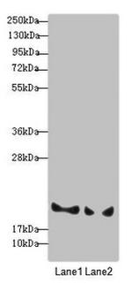 Pallidin Antibody in Western Blot (WB)