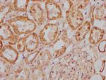 MGAT4B Antibody in Immunohistochemistry (Paraffin) (IHC (P))