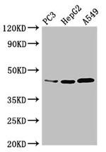 DNMT3L Antibody in Western Blot (WB)