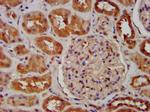 SNX12 Antibody in Immunohistochemistry (Paraffin) (IHC (P))