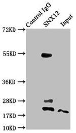 SNX12 Antibody in Western Blot (WB)