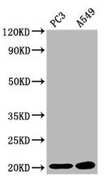 SNX12 Antibody in Western Blot (WB)