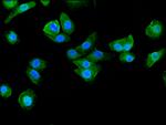 BAIAP2 Antibody in Immunocytochemistry (ICC/IF)