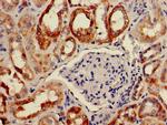 BAIAP2 Antibody in Immunohistochemistry (Paraffin) (IHC (P))