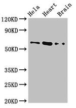 BAIAP2 Antibody in Western Blot (WB)