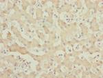 MYO5B Antibody in Immunohistochemistry (Paraffin) (IHC (P))