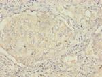 MSRB2 Antibody in Immunohistochemistry (Paraffin) (IHC (P))