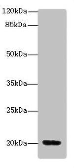 MSRB2 Antibody in Western Blot (WB)